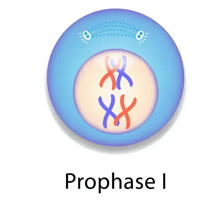 profase I
